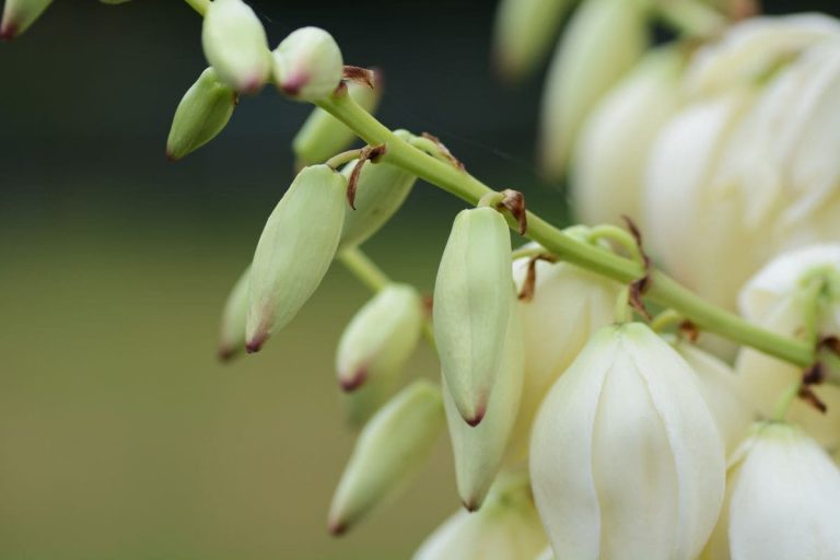 National Flower Of El Salvador Flor De Izote Plantisima