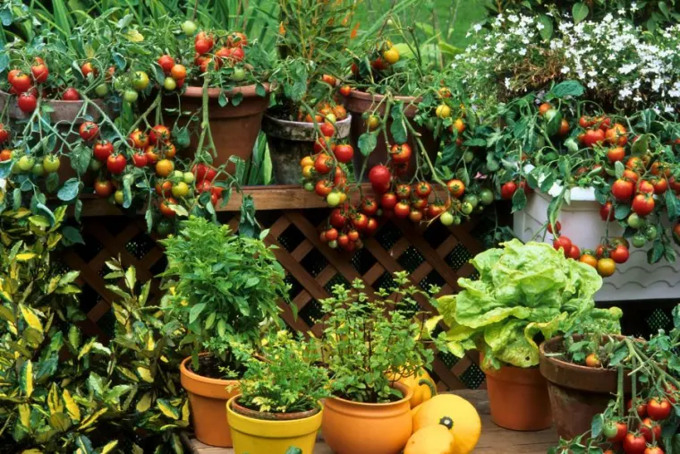 Edible Gardening