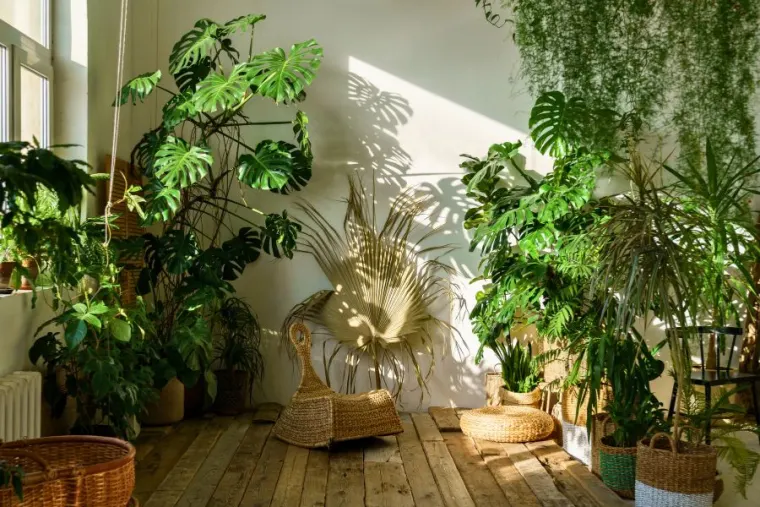 Houseplants