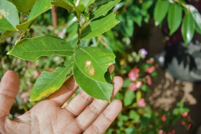 Pests & Diseases