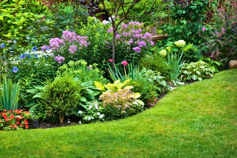 Plants