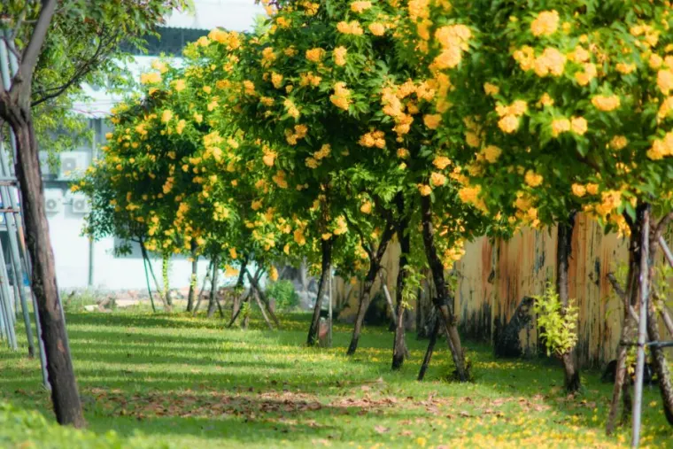 Trees