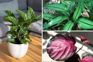 11 Jaw-Dropping Calathea Types You’ll Want in Your Home