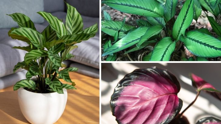 11 Jaw-Dropping Calathea Types You’ll Want in Your Home (And How to Care for Them)