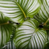 11-Most-Beautiful-Types-Of-Calathea-And-The-Best-Care-Tips