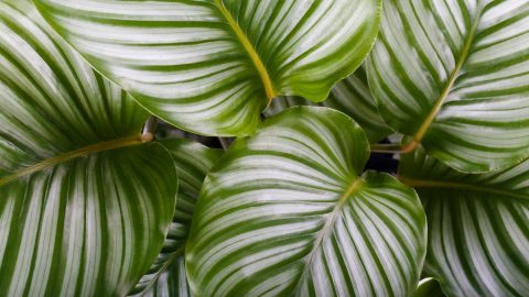 Types Of Calathea - 11 Most Beautiful And The Best Care Tips! - Plantisima