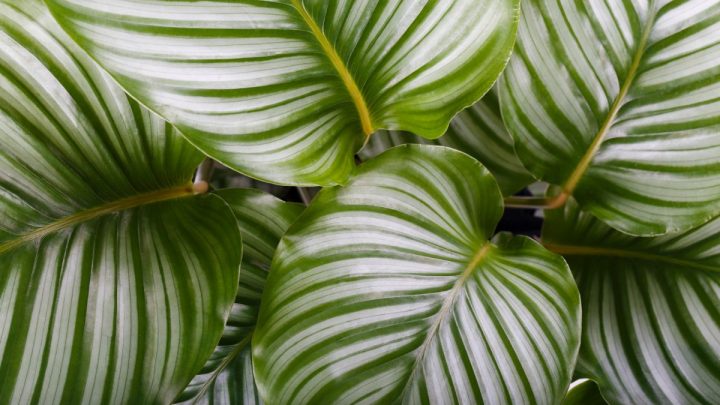 Types Of Calathea – 11 Most Beautiful And The Best Care Tips!