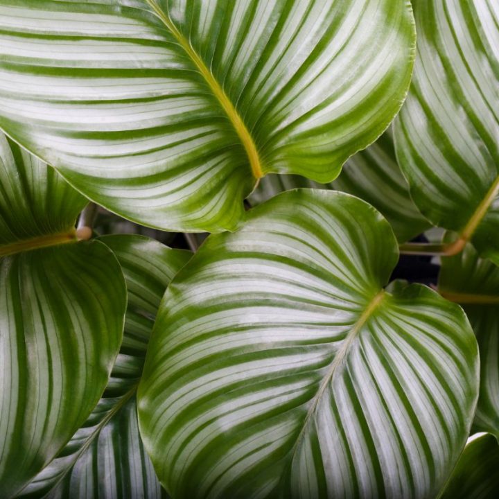 calathea Archives Plantisima