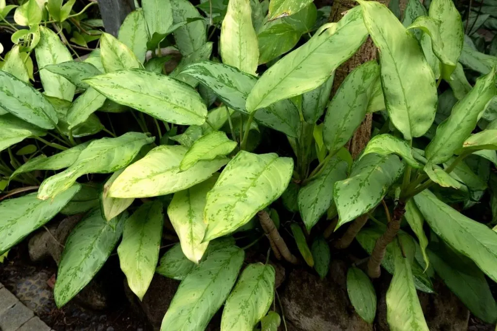 Aglaonema Silver Queen