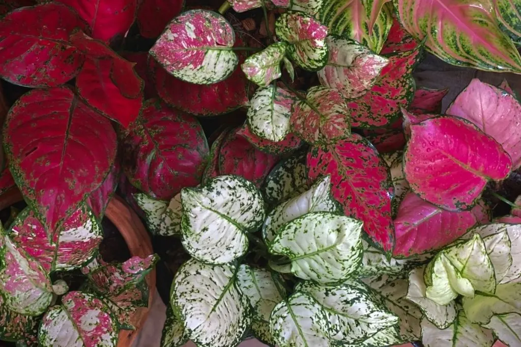 Aglaonema Varieties Diseases