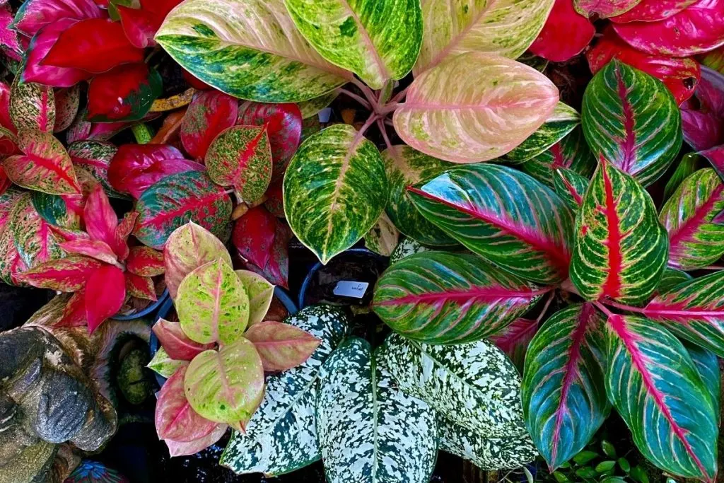 Aglaonema Varieties Pests