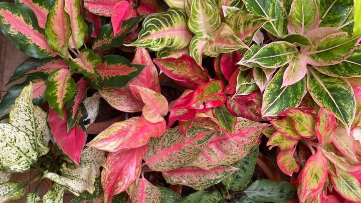 Aglaonema Varieties: A Guide For A Splendid Indoor Plant