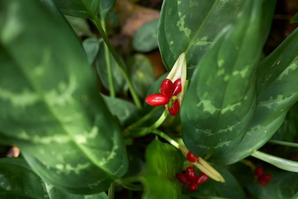 Aglaonema nitidum Silver King