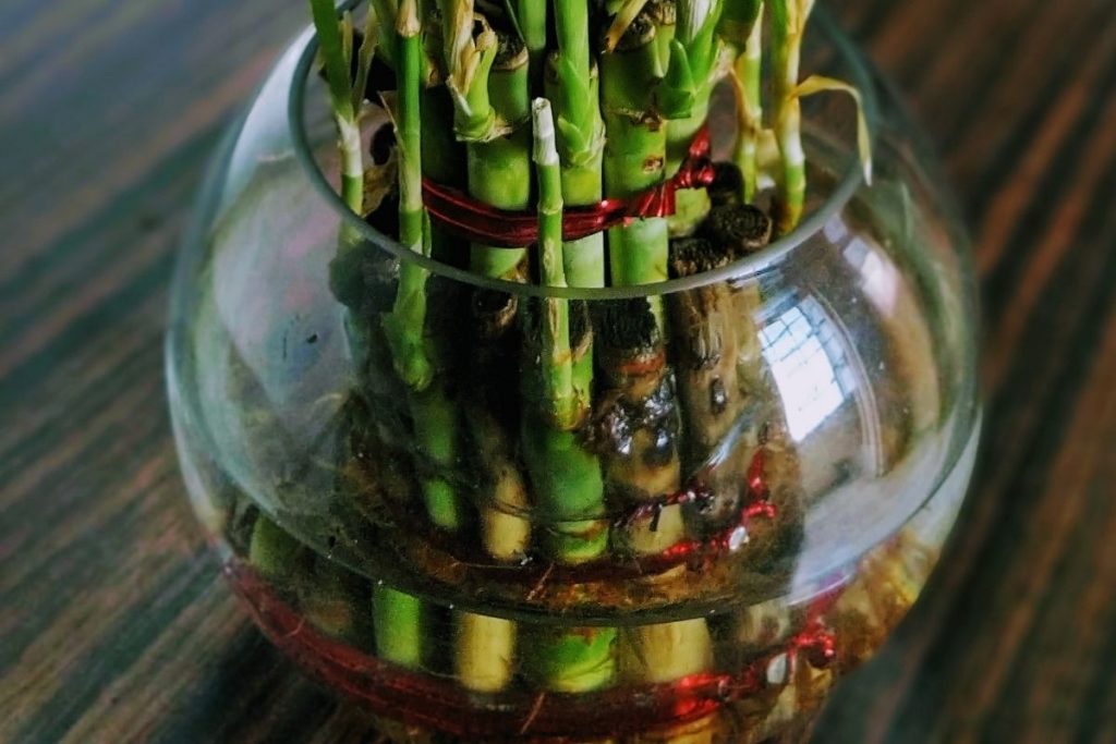 Algae-In-Lucky-Bamboo-Plant-Water