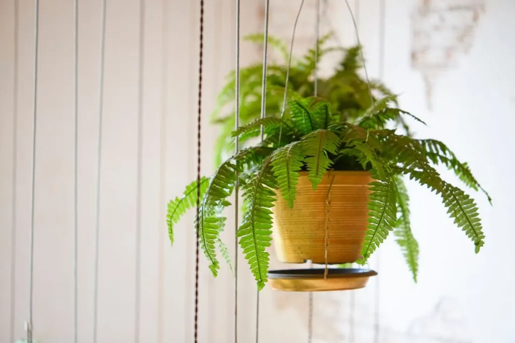 Are Ferns A Good Indoor Plant Types Of Ferns Indoor: 17 Fern Species Indoor
