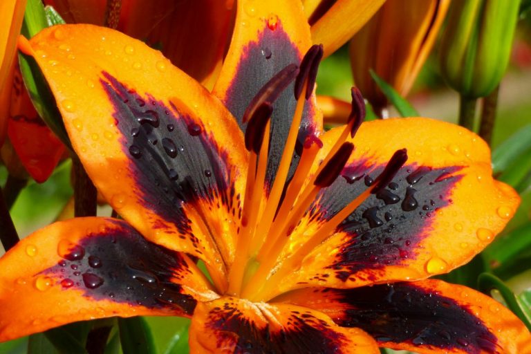 Types Of Lilies And Their Meanings Real Meaning Of The Beauty