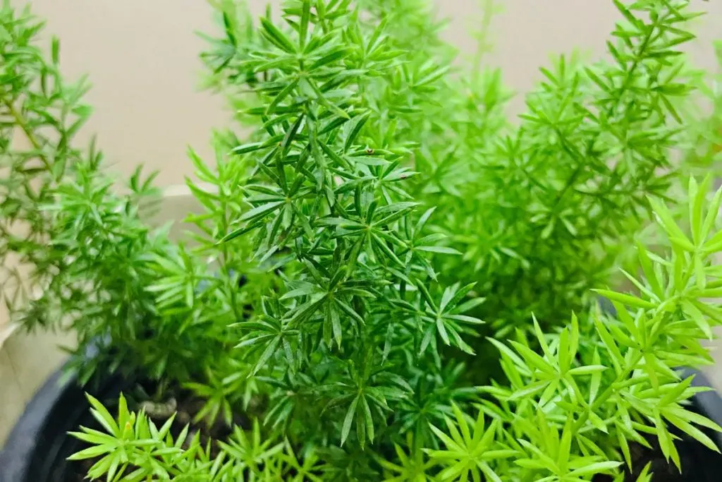 Asparagus Fern Types Of Ferns Indoor: 17 Fern Species Indoor