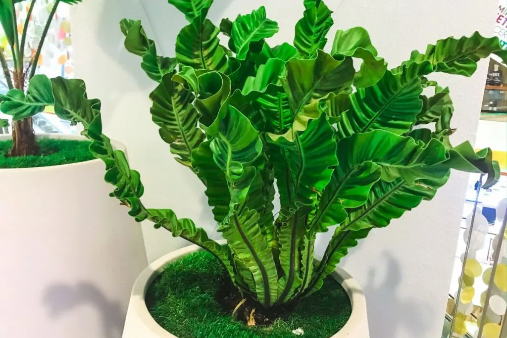 Birds Nest Fern Types Of Ferns Indoor: 17 Fern Species Indoor