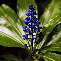 Blue Ginger Plant Secret Scents Of Dichorisandra Thyrsiflora