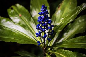 Blue Ginger Plant Secret Scents Of Dichorisandra Thyrsiflora