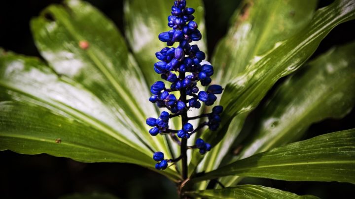 Blue Ginger Plant: Secret Scents Of Dichorisandra Thyrsiflora
