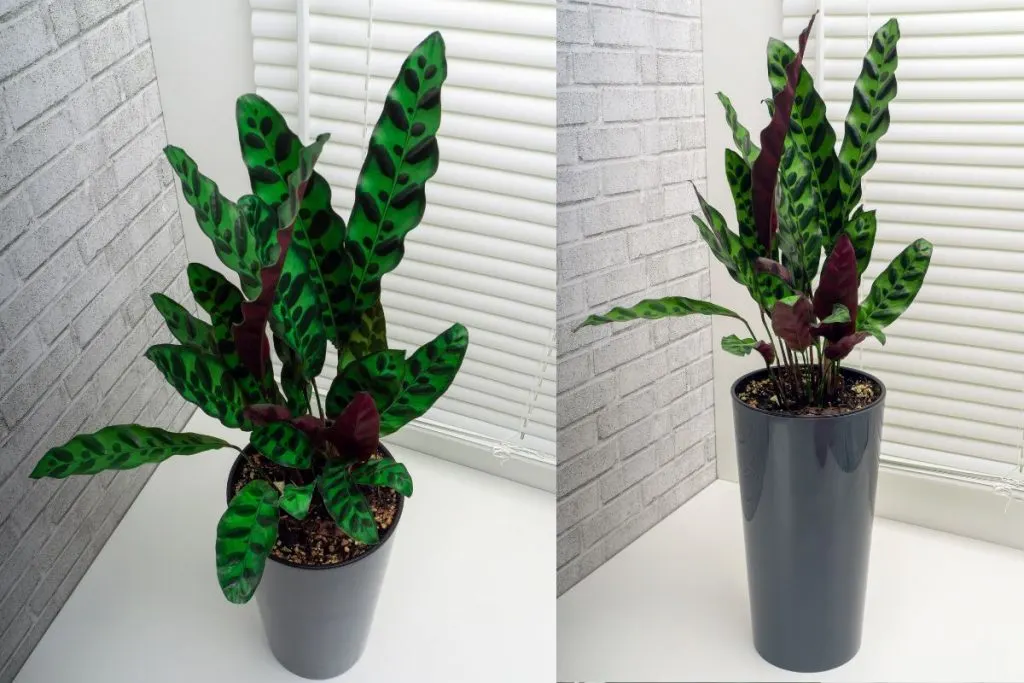 Calathea-Lancifolia_-Rattlesnake-Calathea-Plant