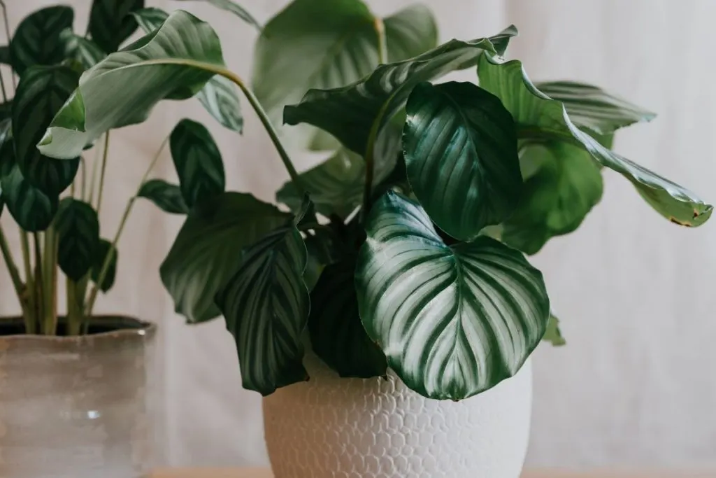 Calathea-Orbifolia-Prayer-Plant