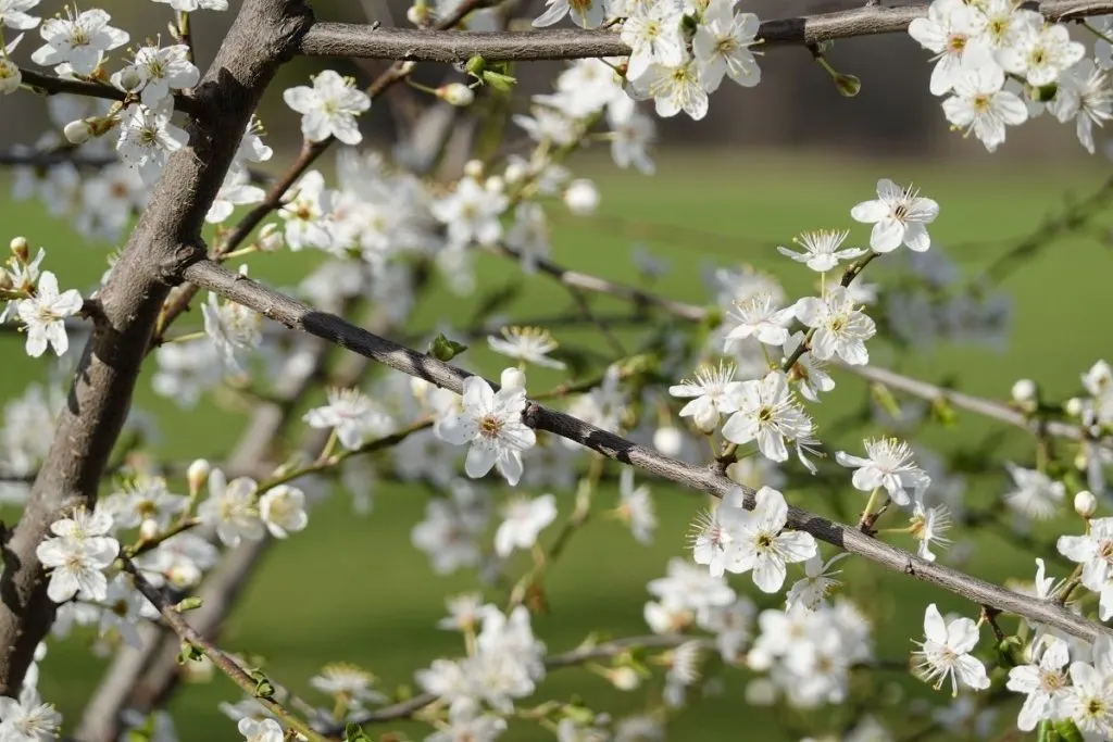 Cherry-Plum-Prunus-Cerasifera-1