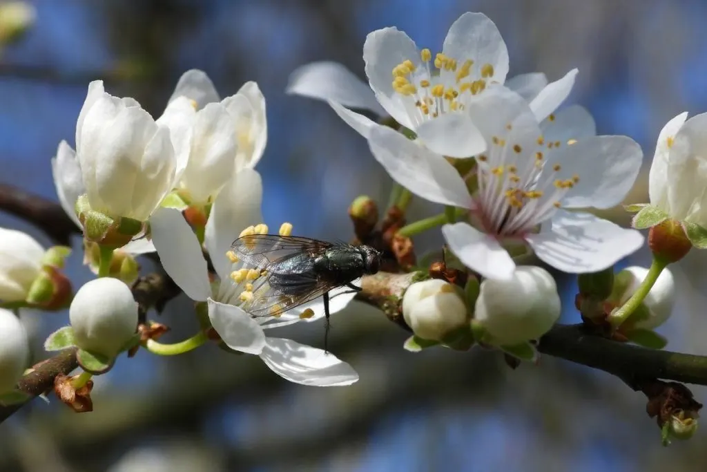 Cherry-Plum-Prunus-Cerasifera-2