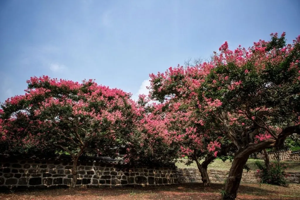 Crape-Myrtle-Tree-With-Purple-Flowers