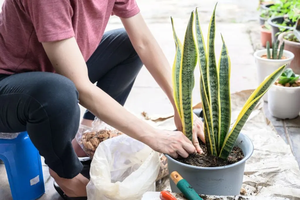 Do-You-Need-To-Fertilize-And-How-Often