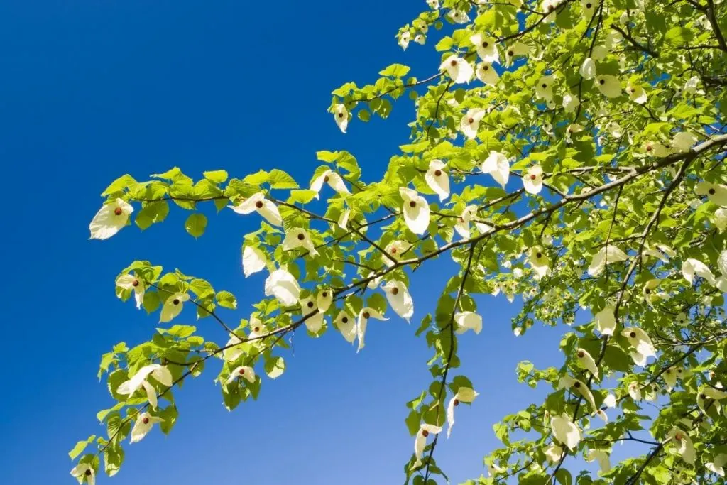 Dove-Tree-Handkerchief-Tree-Davidia-Involucrata