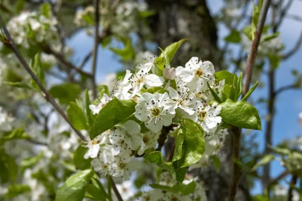 European-Pear-Common-Pear-Pyrus-Communis-2