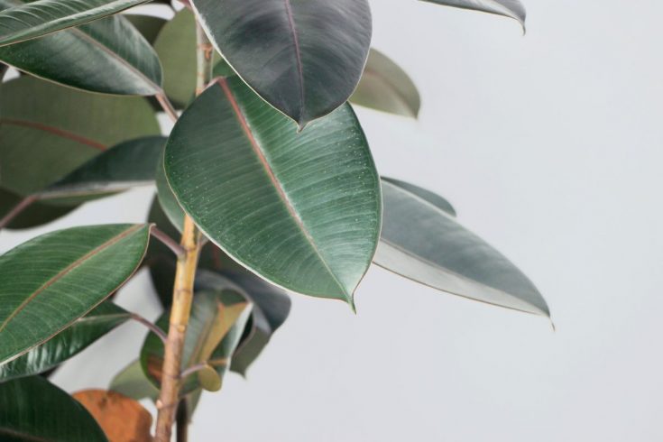 Why Are Rubber Plant Leaves Drooping? Causes And Solutions