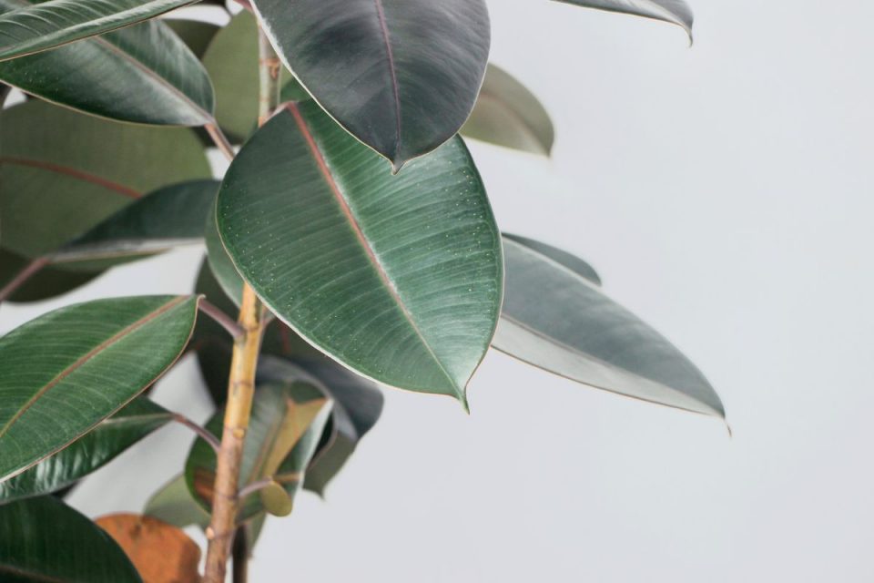 Why Are Rubber Plant Leaves Drooping? Causes And Solutions Plantisima