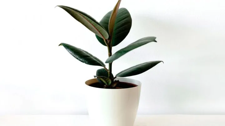 Ficus Elastica: The Classic Houseplant Is Back!