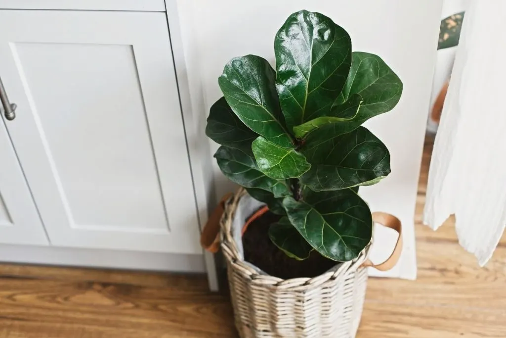 Ficus-Lyrata-Fiddle-Leaf-Fig