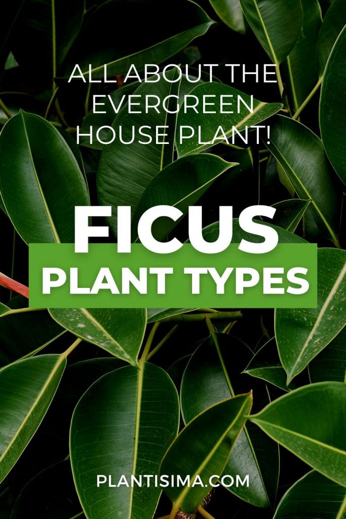 Ficus Plant Types 3