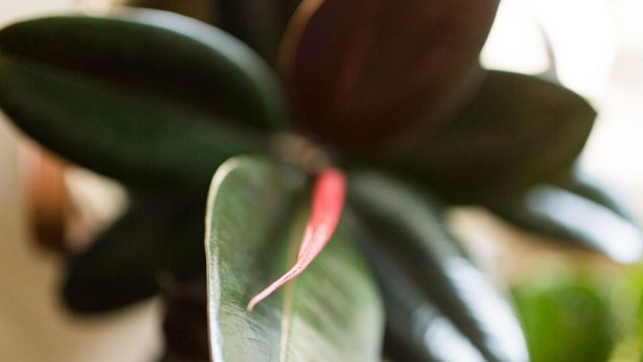 Ficus Plant Types: All About The Evergreen House Plant!