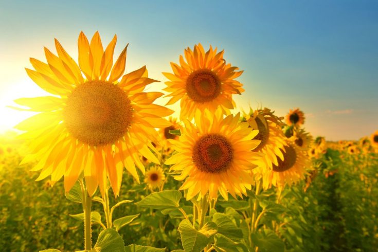 Sunflower Symbolism: Real Meaning Behind Yellow Petals Beauty! - Plantisima