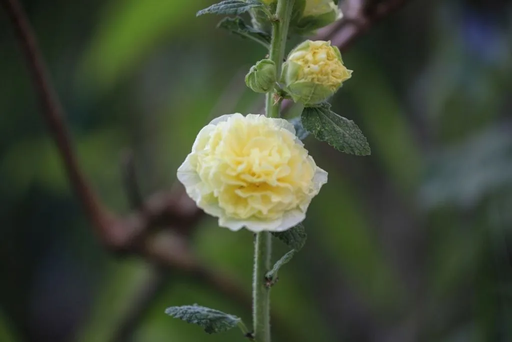 Hollyhock-Alcea-Rosea