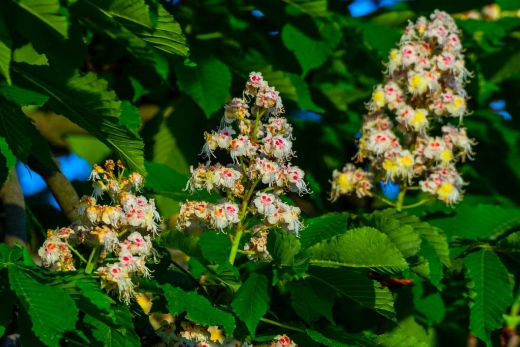 Horse-chestnut-Aesculus-Hippocastanum-1 tree with white flowers