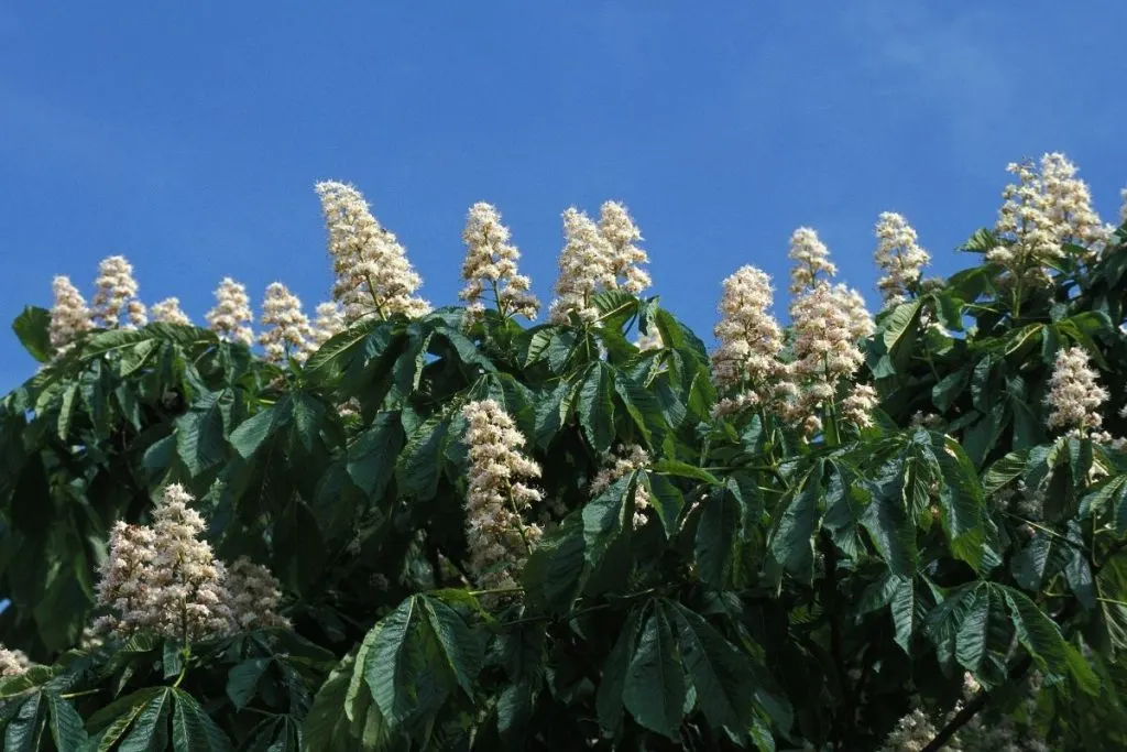 Horse-chestnut-Aesculus-Hippocastanum-2 tree with white flowers