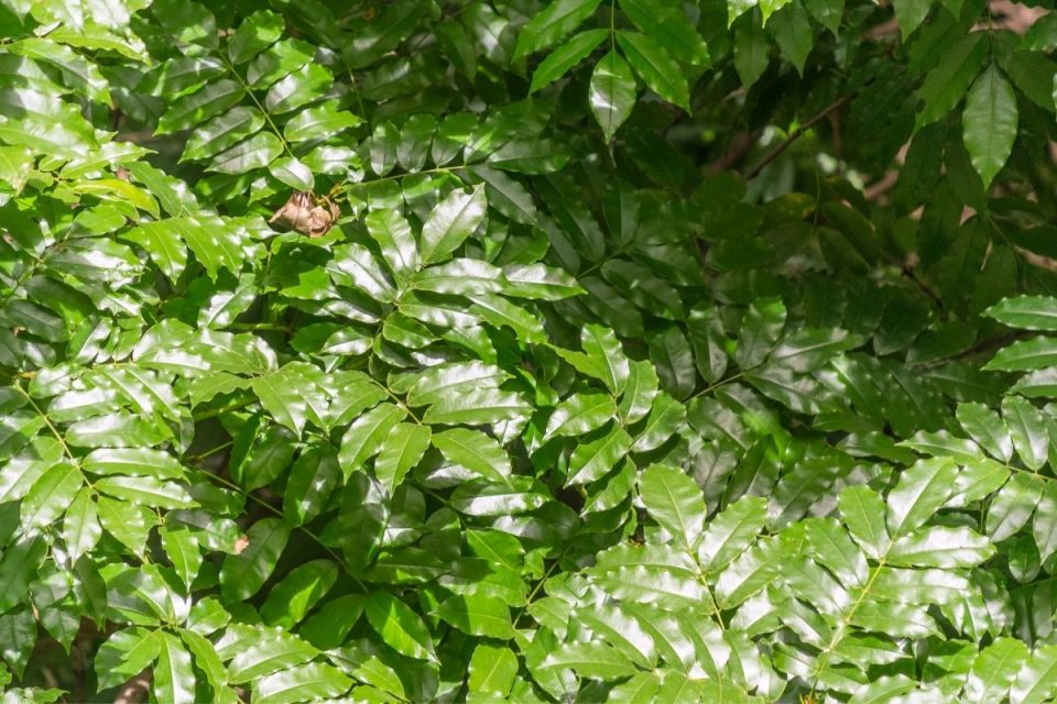 Ficus Plant Types All About The Evergreen House Plant! Plantisima