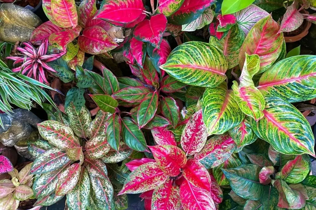 Aglaonema Varieties