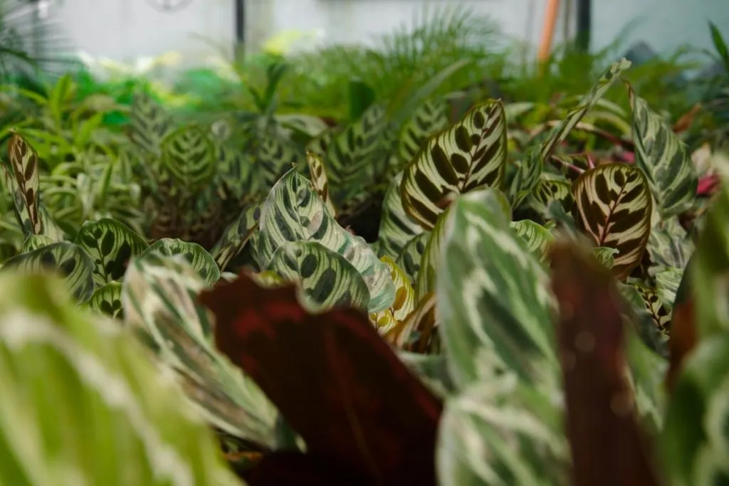 How-To-Care-For-A-Calathea-Plant