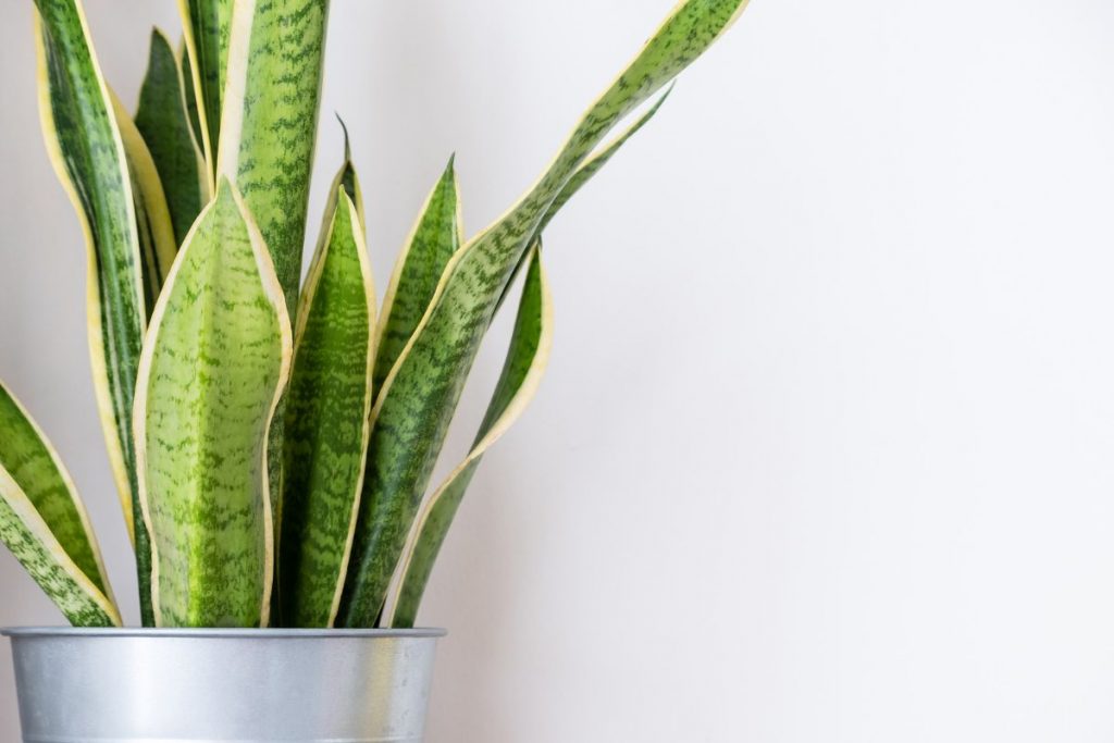 How-To-Plant-Snake-Plants
