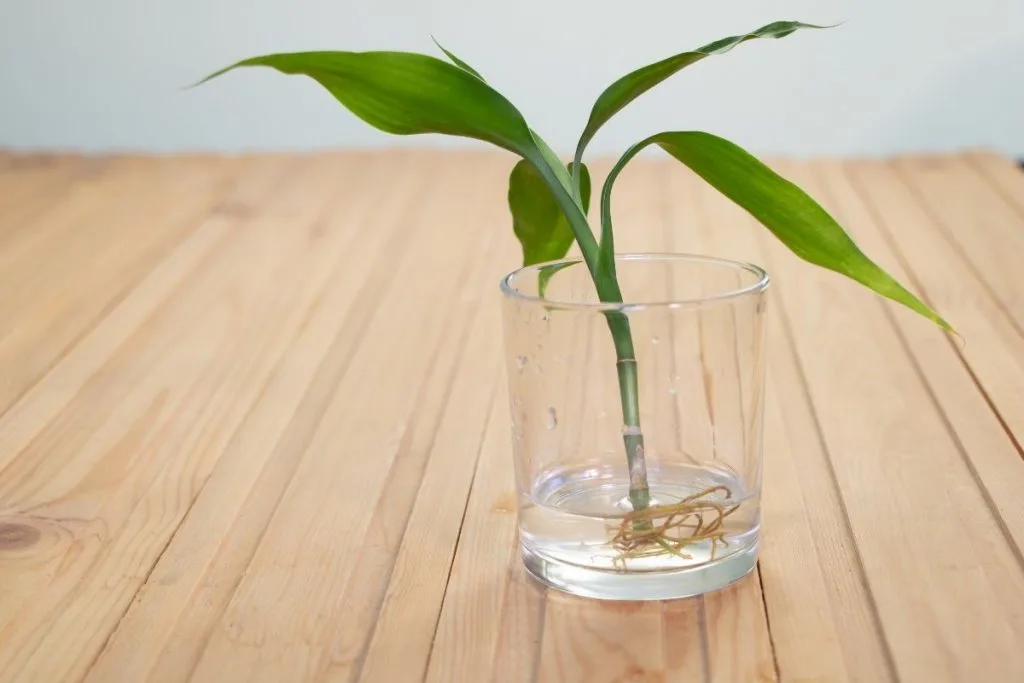 How-To-Propagate-A-Lucky-Bamboo