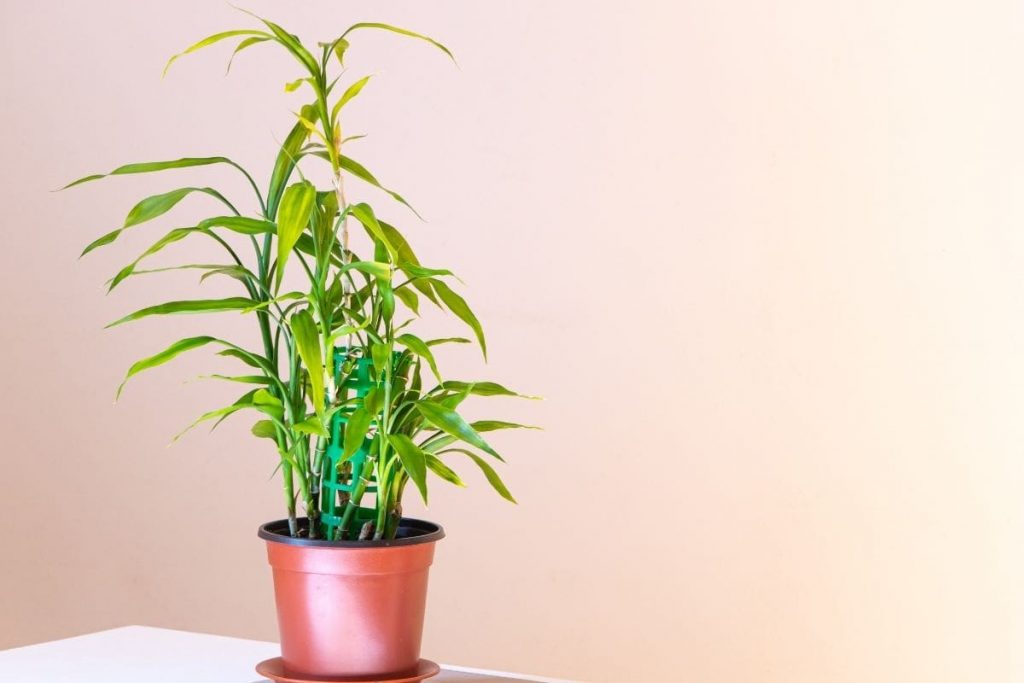 How-To-Revive-My-Entire-Plant_-Lucky-Bamboo-Plant