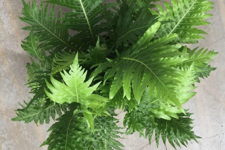 Japanese Fern Tree Evergreen Plant For Your Home Plantisima